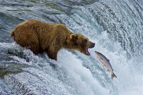 bear fishing